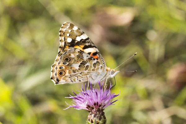 Vanessa Cardui Malované Lady Butterfly Dolní Sasko Německo — Stock fotografie