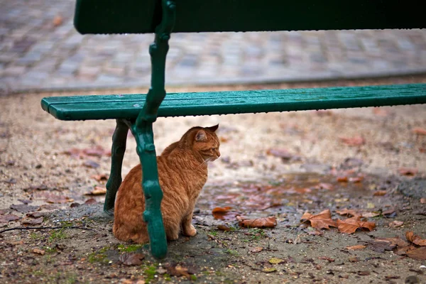 驚くほどの小さな猫をクローズ アップ — ストック写真