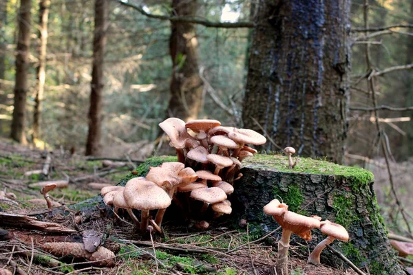 Close Wild Fungus Mushrooms Tree Background — Stock Photo, Image