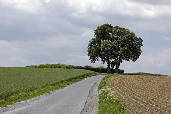 Schöne Apfelblüte Mit Weißen Blumen Baum — Stockfoto