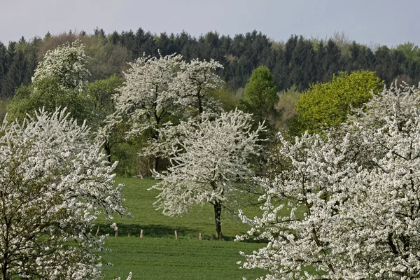 Kirschbäume Frühling Hagen Niedersachsen Deutschland Europa — Stockfoto