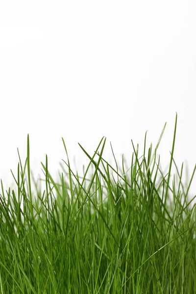 Green Grass Isolated White Background Close — Stock Photo, Image