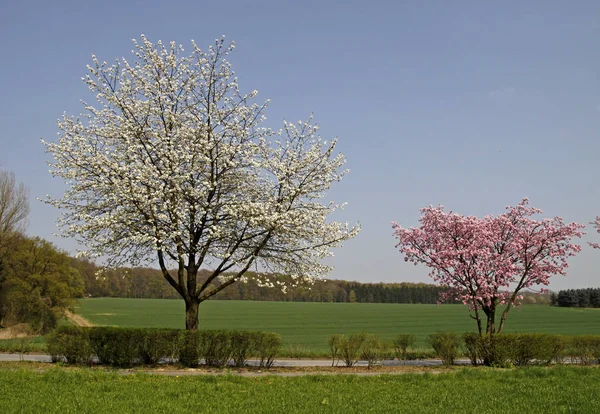 Frühjahrsfeld Nahaufnahme — Stockfoto