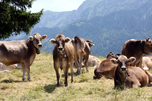 Photo Alpine Pasture Cute Cows — Stock Photo, Image