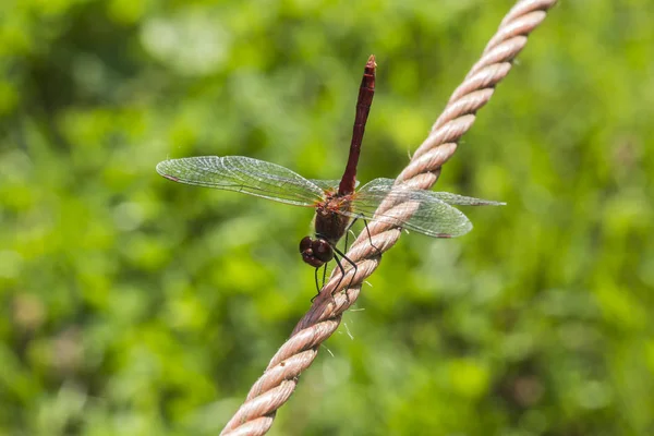 Sympetrum Sanguineum Ruddy Darter Dragonfly Germany — Stock Photo, Image