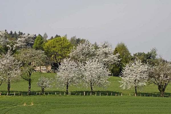 Baharda Kiraz Ağaçları Hagen Aşağı Saksonya Almanya Avrupa — Stok fotoğraf