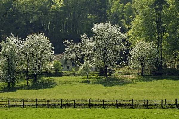 Kirschbäume Frühling Hagen Niedersachsen Deutschland Europa — Stockfoto