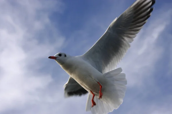 Close European Herring Gull Flying Sky Background — Stock Photo, Image