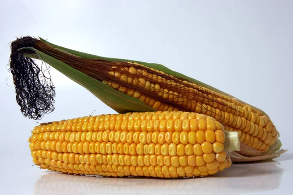 Ripe Corncobs Close Shot — Stock Photo, Image