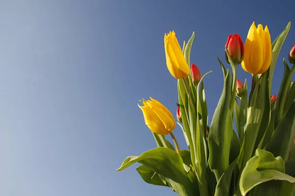 Amarelo Tulipas Close Tiro — Fotografia de Stock