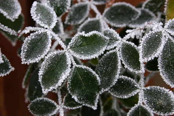 Pokryte Śniegiem Zielonych Liści Niewyraźne Tło — Zdjęcie stockowe