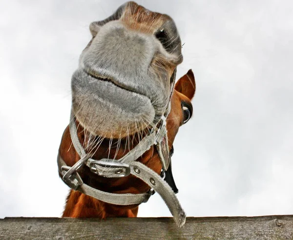 Κοντινό Πλάνο Του Όμορφο Άλογο Στο Φόντο Γκρίζο Ουρανό — Φωτογραφία Αρχείου