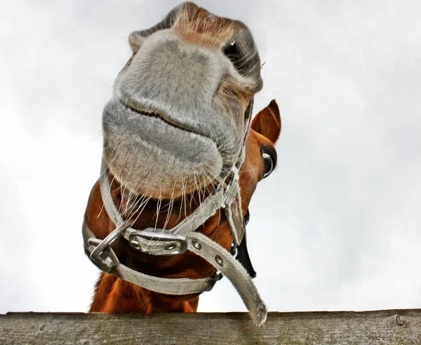 Primo Piano Del Bellissimo Cavallo Sullo Sfondo Grigio Del Cielo — Foto Stock