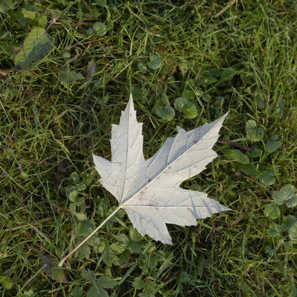 Esdoornblad Groene Grace Close — Stockfoto