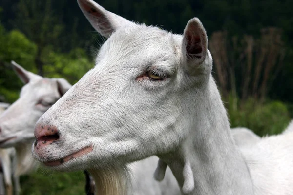 アンダルシアの田舎でヤギをクローズ アップ ショット — ストック写真