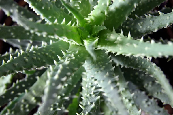 Gros Plan Sur Feuilles Fraîches Aloe Vera — Photo