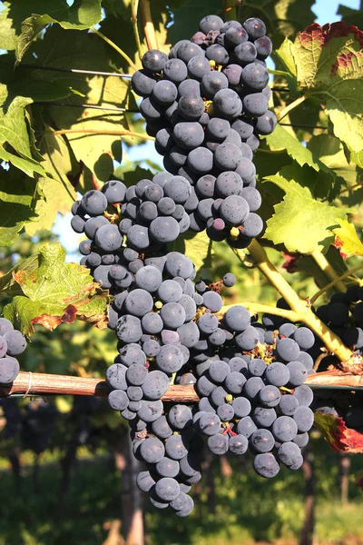 Foto Cerca Frutas Frescas Uvas — Foto de Stock