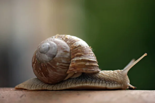 Close Photo Snail Nature — Stock Photo, Image