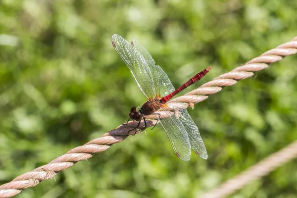 Sympetrum Sanguineum Ruddy Darter Dragonfly Germany — Stock Photo, Image