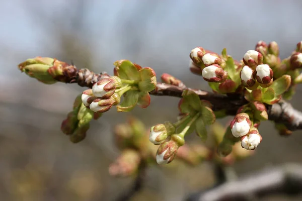 Bud Stock Photo