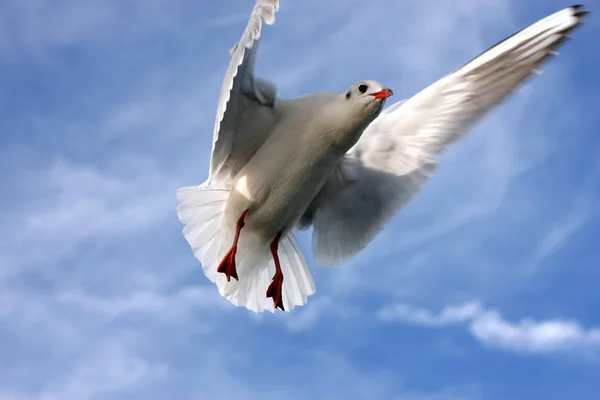 欧洲鲱鱼海鸥在天空背景下飞行的特写 图库图片
