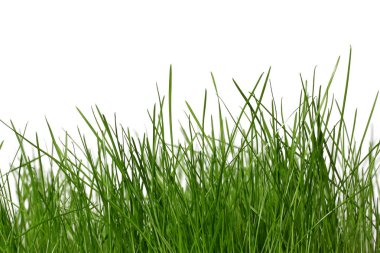 yeşil çim izole üzerinde beyaz arka plan, yakın çekim 