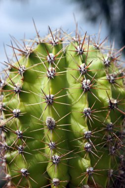yakın çekim yeşil kaktüs ile dikenli arka plan üzerinde