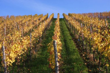 güneşli sonbahar günü mahzeninde ısmarlayarak 