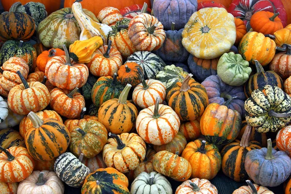 close-up photo of Yellow Squash