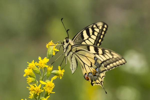 Papilio Machaon Бабочка Ласточница Ловер Саксонии Германия — стоковое фото