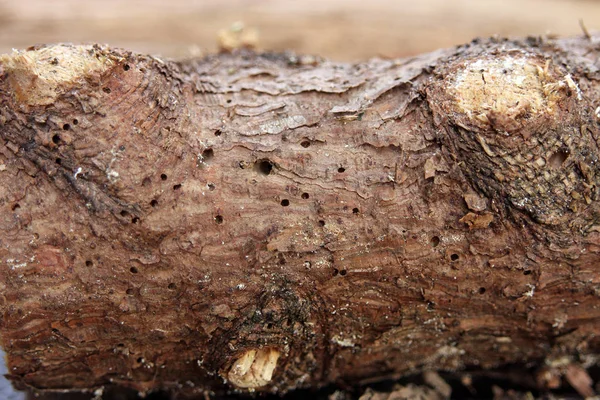 Photo Rapprochée Surface Bois Avec Des Trous Termite — Photo