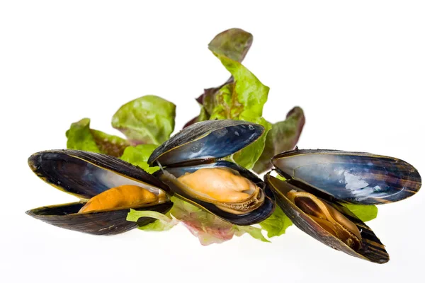 Close Photo Fresh Tasty Mussels Isolated White Background — Stock Photo, Image