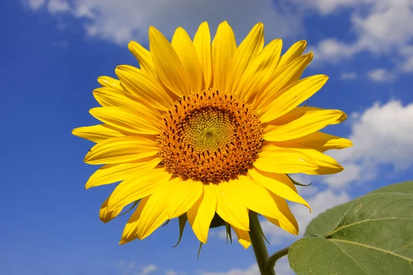 Primer Plano Hermoso Girasol Amarillo Aire Libre Fondo Del Cielo — Foto de Stock