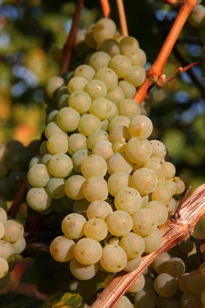 Vino Blanco Uvas Cerca Tiro — Foto de Stock