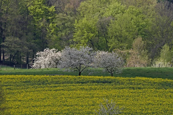 Rapsfeld Mit Kirschbäumen Niedersachsen — Stockfoto