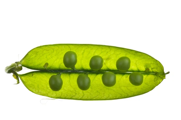 有機グリーン オープン エンドウ豆の鞘 — ストック写真