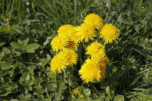 Meadow Yellow Dandelion Flowers — Stock Photo, Image