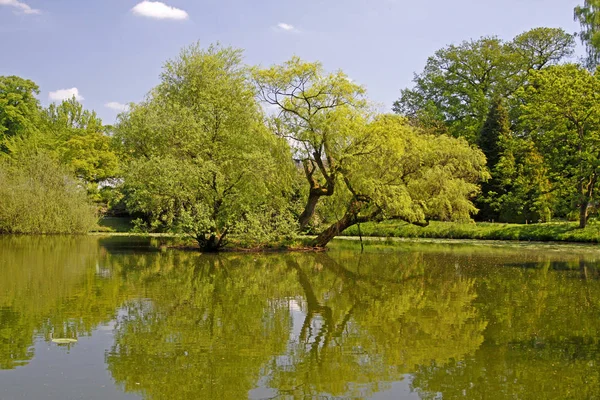 Pond Surrounded Willows Spring North Rhine Westphalia Germany Europe — Stock Photo, Image