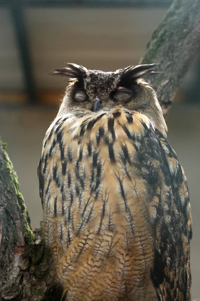 Close Photo Cute Owl Blurred Background — Stock Photo, Image