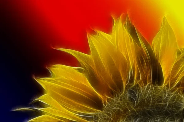 Nahaufnahme Von Schönen Gelben Sonnenblumen Auf Rotem Hintergrund — Stockfoto