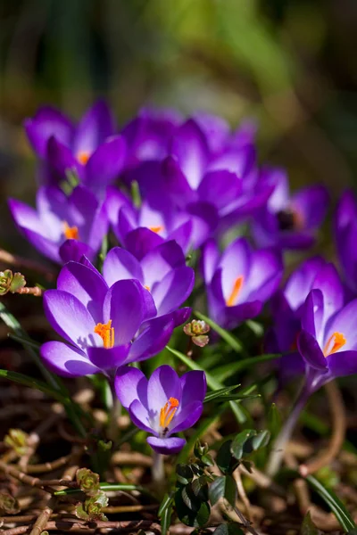Blossoms Spring Crocus Flowers Background — Stock Photo, Image