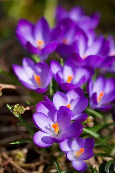 Blossoms Spring Crocus Flowers Background Stock Photo