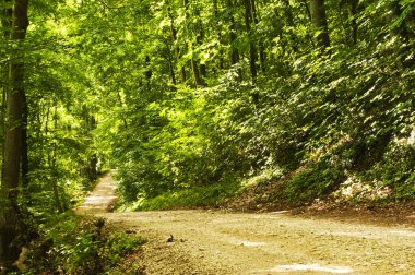 güneşli bir gün, yaz Orman yolundaki 