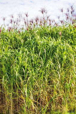 Anahtarı çim içinde sonbahar yakın atış