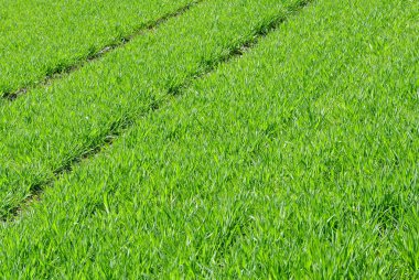 Kış buğday atış yakın büyüyen