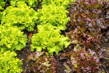 Salata yetiştiriciliği alanında yakın çekim