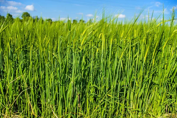 Cebada Campo Con Plantas Crecimiento — Foto de Stock