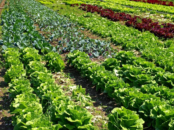 Saláta Zöldségfélék Termesztése — Stock Fotó