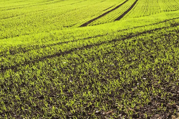 Зимняя Пшеница Растет Крупным Планом — стоковое фото