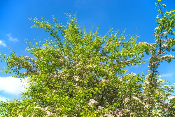 Grönt Hagtorn Träd Med Blommor Blå Himmel Bakgrund — Stockfoto